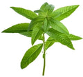 LEMON VERBENA