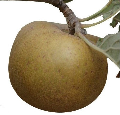 APPLE RUGGINE