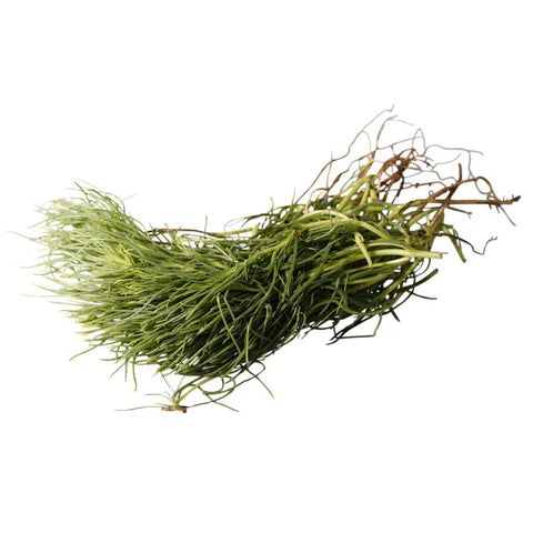 MONKS BEARD