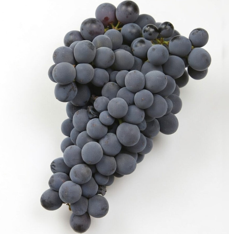 GRAPES BLACK MONTEPULCIANO