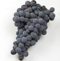 GRAPES BLACK MONTEPULCIANO