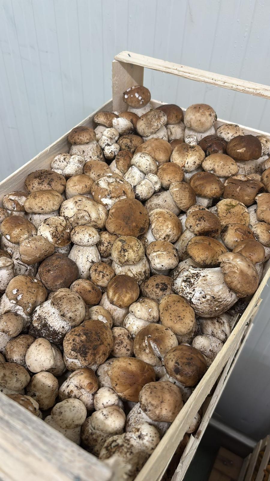 MUSHROOM CAP BROWN