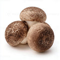 MUSHROOM CAP BROWN