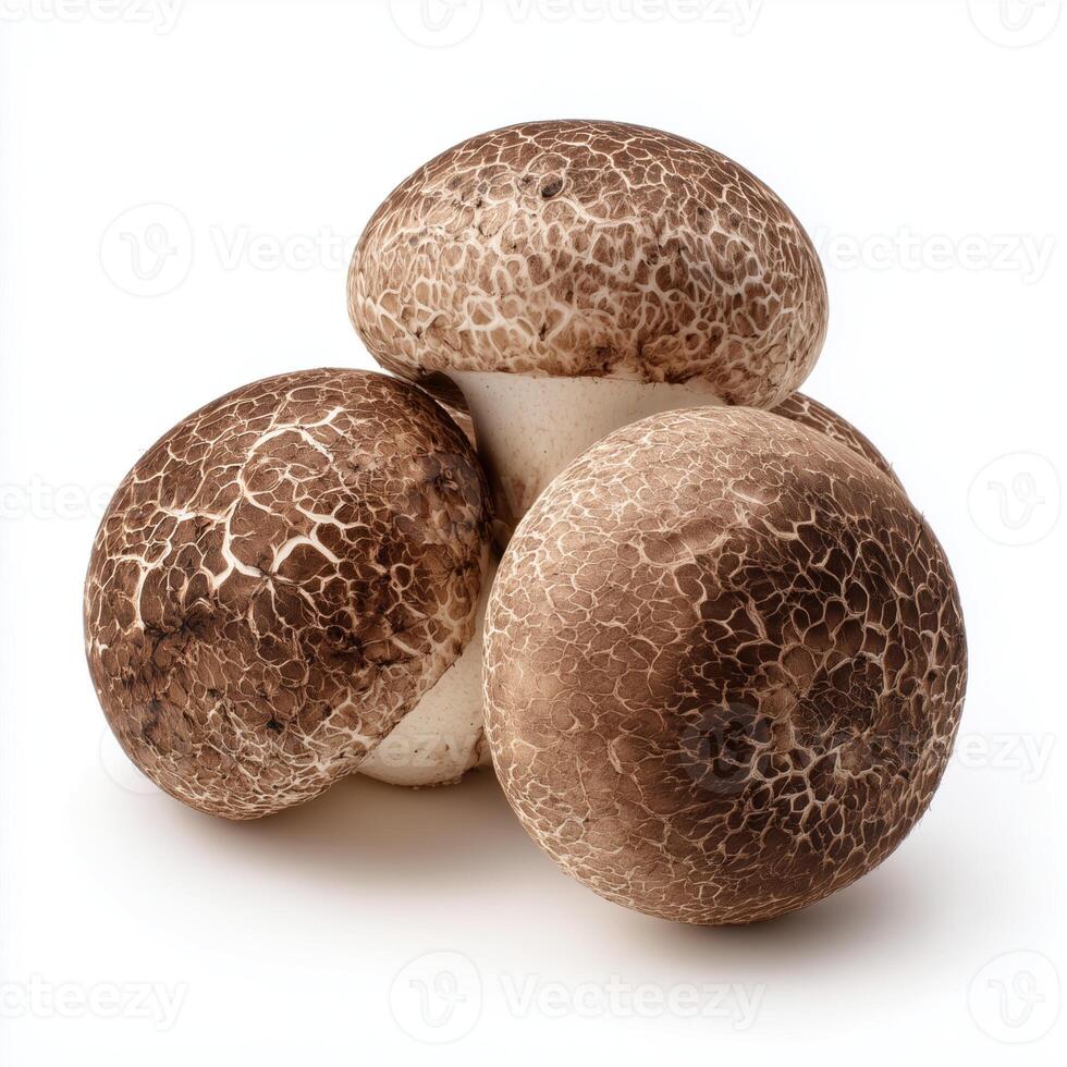 MUSHROOM CAP BROWN