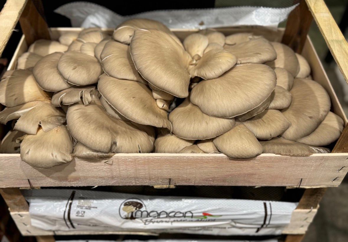 MUSHROOM PLEUS