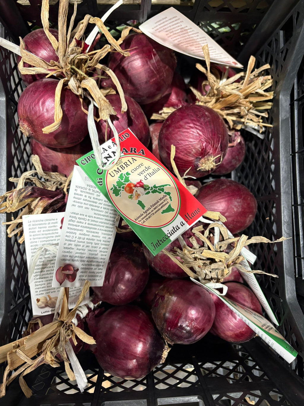 ONION RED TROPEA DRY STRING BUNCH