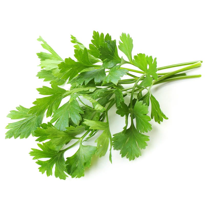 PARSLEY FLAT BIG LEAVES