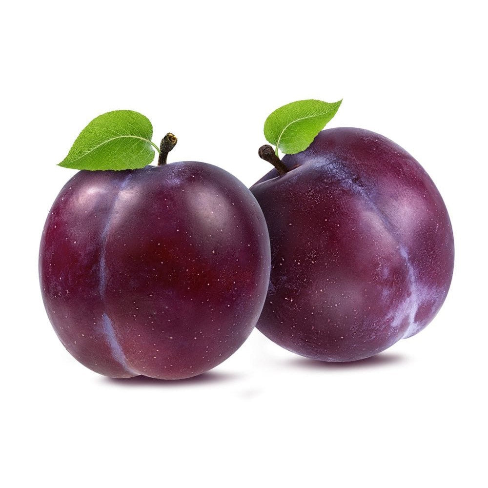 PLUMS DOFI SANDRA VIGNOLA