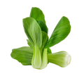 PAK CHOI