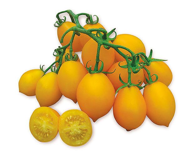 TOMATO PIENNOLO YELLOW