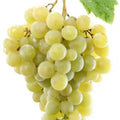 GRAPES WHITE TREBBIANO