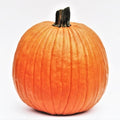 SQUASH ORNAMENTAL