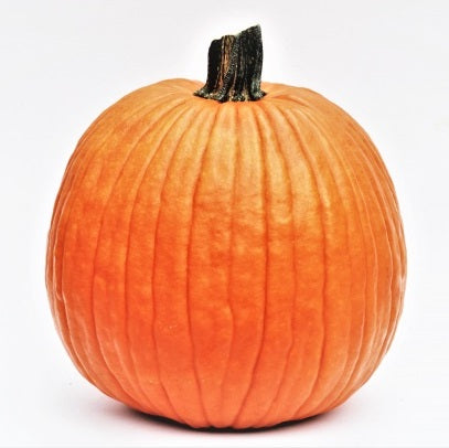 SQUASH ORNAMENTAL