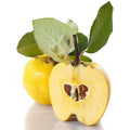 APPLE QUINCE LEAFY