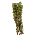 OREGANO BUNCH DRY