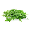 ROCKET LARGE (DOMESTICA)