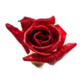 ROSA DI GORIZIA