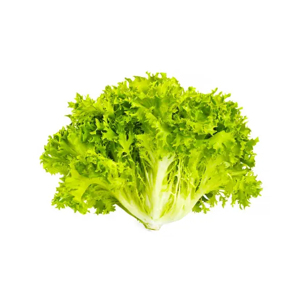 SALAD SCAROLA CURLY