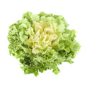 SALAD SCAROLA