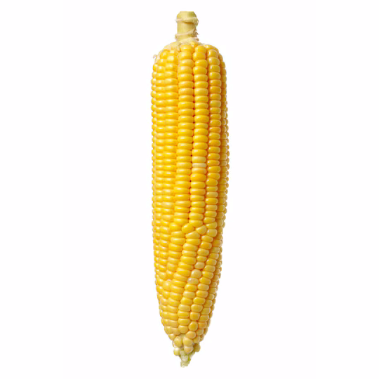CORN COB X 10 PCS