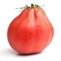 TOMATO OX HEART PINK