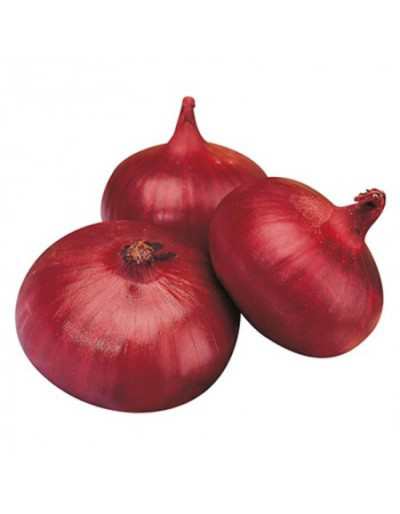 ONION BREME