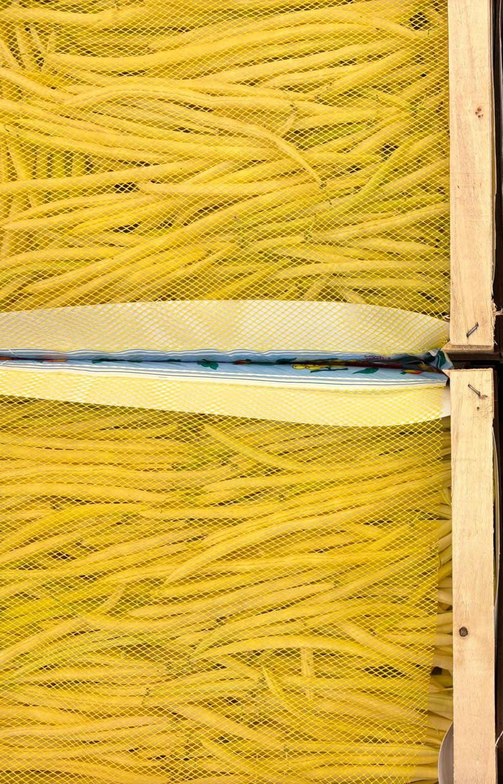 BEANS YELLOW