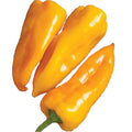 PEPPERS ITALIAN YELLOW